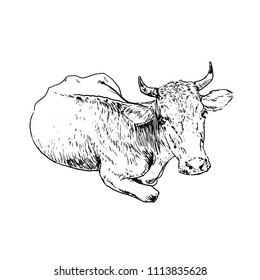 cow, illustration, ink, vector