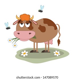 Cow, isolated.