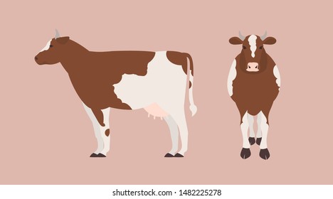 Cow isolated on light background. Bundle of portraits of cute domestic herbivorous animal, beef or dairy cattle, farm livestock. Front and side views. Flat cartoon colorful vector illustration.