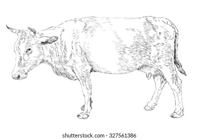 Cow Isolated on White 