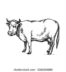 Cow isolated on white background hand drawn line art stock vector illustration for coloring book page