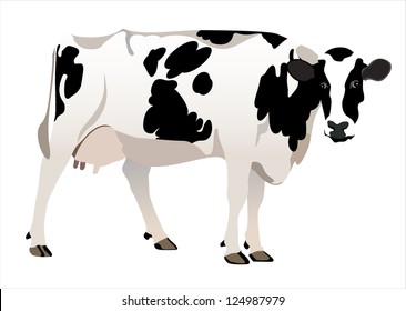 cow isolated on a white background