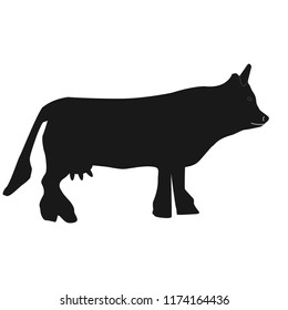 Cow isolated on white, hand drawn vector illustration.