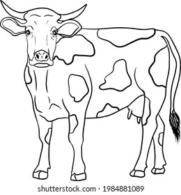 Cow isolated on white, hand drawn cattle, animal grazing vector illustration.  Milk farm pets.  Illustration for label, poster, print and design.