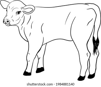 Cow isolated on white, hand drawn cattle, animal grazing vector illustration.  Milk farm pets.  Illustration for label, poster, print and design.