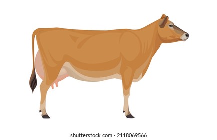 Cow Jersey - The Best Milk Cattle Breeds. Farm animals. Vector Illustration.
