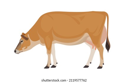 Jersey de vaca - Las mejores razas de ganado lechero. Animales de granja. Ilustración vectorial.