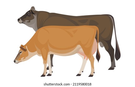 Cow Jersey with Bull - The Best Milk Cattle Breeds. Farm animals. Vector Illustration.