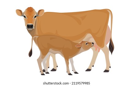 Cow Jersey with Calf - The Best Milk Cattle Breeds. Farm animals. Vector Illustration.