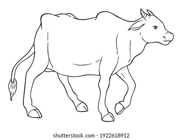 Cow line vector illustration,
isolated on white background.Animals top view