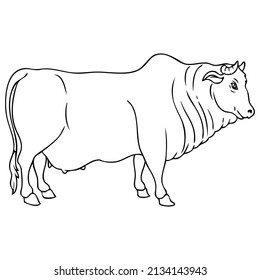 cow line vector illustration,isolated on white background,top view