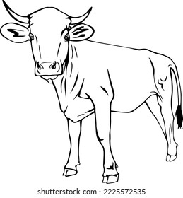 Cow looking curious forward, line art illustrations 
