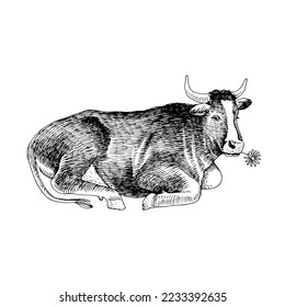 The cow is lying on the ground.