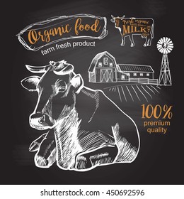Cow lying on pasture farm. Vintage graphic chalk drawing on the blackboard