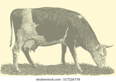 The cow in the meadow. Hand drawn engraving. Vector vintage illustration. Isolated on color background. 8 EPS