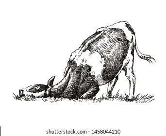 the cow in the meadow rubs against the grass and gets pleasure from it. sketch on white background