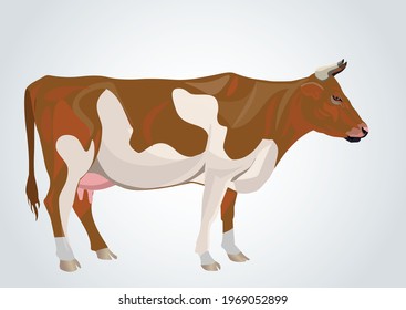 cow in n isolated background, good for children education book, ads, leaflet, agriculture farming, milk cow, livestock