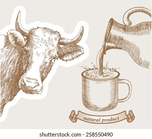 cow and natural whole milk is poured from a jug into a mug 