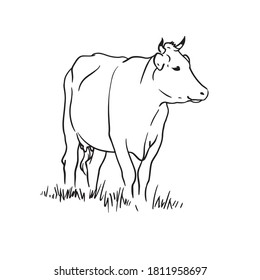 Cow on the field. Vector hand drawn illustration on white background.