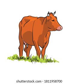 Cow on the field. Vector hand drawn illustration on white background.