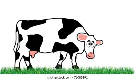 cow on a meadow