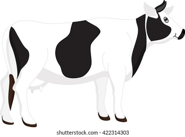 Cow on a white background