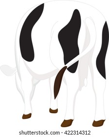 Cow on a white background