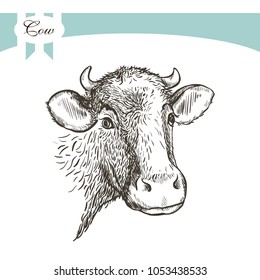 Cow on a wihte backgraund