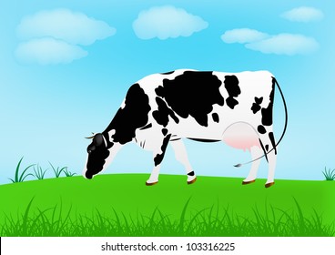 Cow over spring green meadow