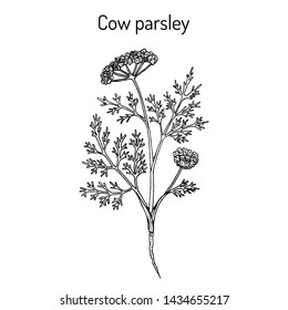 Cow parsley or wild chervil (anthriscus sylvestris), medicinal plant. Hand drawn botanical vector illustration