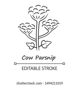 Cow parsnip linear icon. Hogweed blooming flower with name. Herbaceous plant. Heracleum maximum. Indian celery. Thin line illustration. Contour symbol. Vector isolated outline drawing. Editable stroke