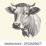 Cow portrait sketch hand drawn Farming and cattle breeding Vector illustration.