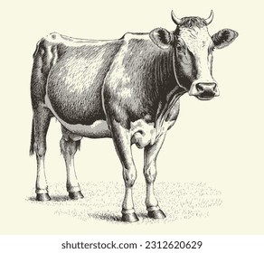 Cow portrait sketch hand drawn Farming and cattle breeding Vector illustration.