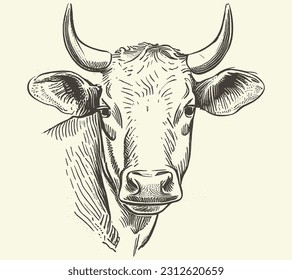 Cow portrait sketch hand drawn Farming and cattle breeding Vector illustration.