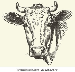 Cow portrait sketch hand drawn Farming and cattle breeding Vector illustration.