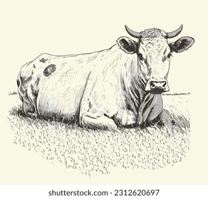 Cow portrait sketch hand drawn Farming and cattle breeding Vector illustration.