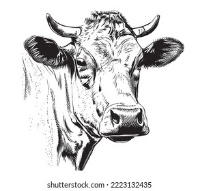 Cow portrait in strokes .Cow head hand drawn sketch.Vector illustration.