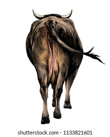 the cow is a rear view of the ass a little and sticking his head and horns, sketch vector graphics color illustration on white background