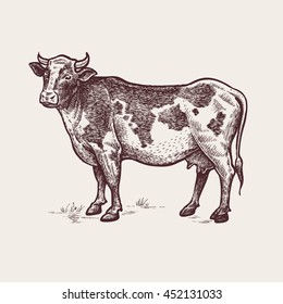 Cow. Series of farm animals. Graphics, hand drawing. Sketch. Vintage engraving style. Design for packaging agricultural products, signage, advertising farm products shops