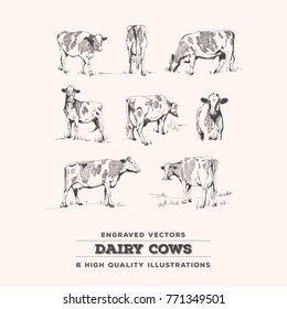 Cow Set - 8 realistic cow line art vintage engravings. Suitable for labeling, stationery design, educational illustration.