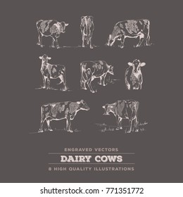 Cow Set - 8 realistic cow line art vintage engravings on a dark background. 