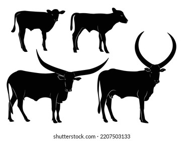 Cow set. Cow silhouette black white isolated hand drawn vector illustration.Vector silhouettes of cows, different poses, black color, isolated on white background