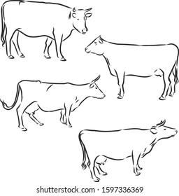 Cow set , vector sketch illustration 