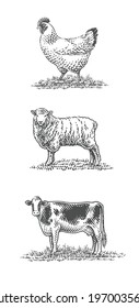 Cow, sheep and chicken, farm domestic animals.
Hand drawn engraving vintage style illustrations. Hand drawn engraving style vector illustration.