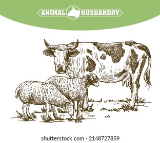 Cow and sheep on a white background. Cattle breeding