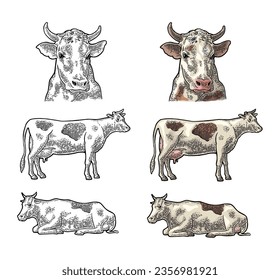 Cow. Side and front view. Hand drawn in a graphic style. Vintage vector color engraving illustration for poster, web. Isolated on white background