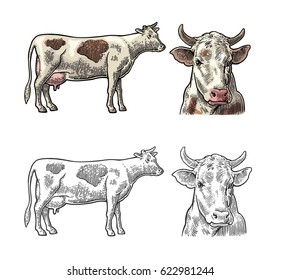 Cow. Side and front view. Hand drawn in a graphic style. Vintage vector color engraving illustration for info graphic, poster, web. Isolated on white background