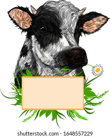 cow and sign for advertising with flowers daisies and greens animal farm animal   black and white vector illustration