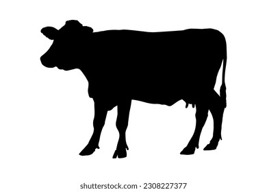 Cow silhouette isolated on white background. vector illustration