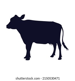 cow silhouette on white backwound